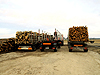 Transport różnych typów drewna